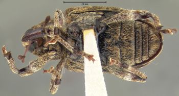 Media type: image;   Entomology 25232 Aspect: habitus ventral view